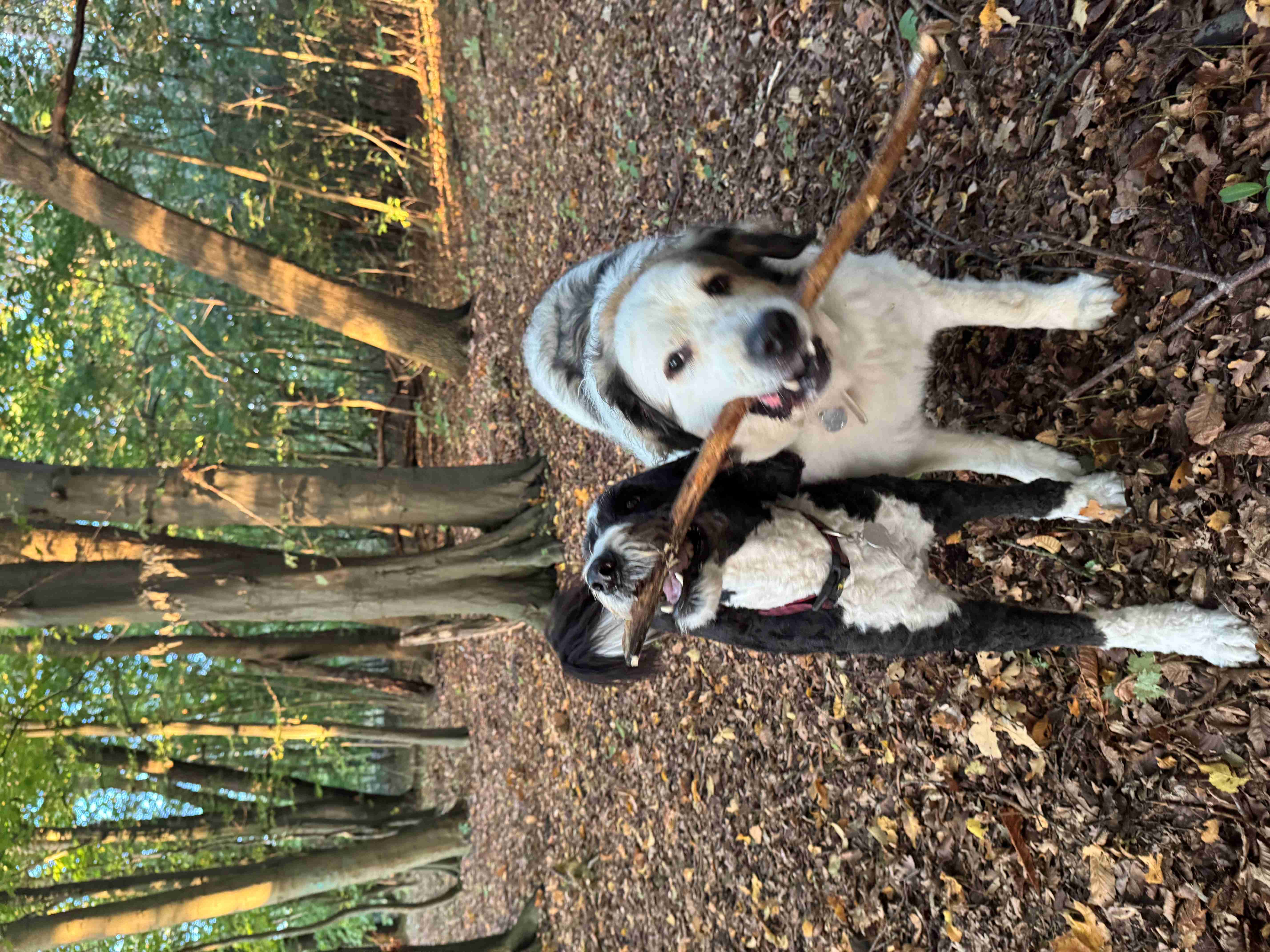 Hike dog 5 10 2026